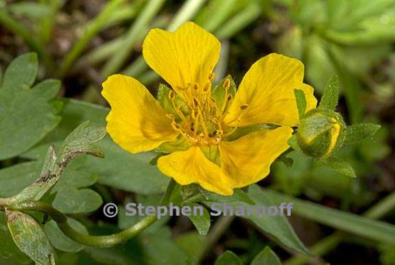 potentilla flabellifolia 4 graphic